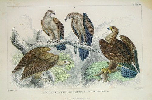 Sea eagle golden - sea,