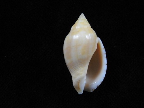 Sea shell lyria deliciosa 30mm - sea,