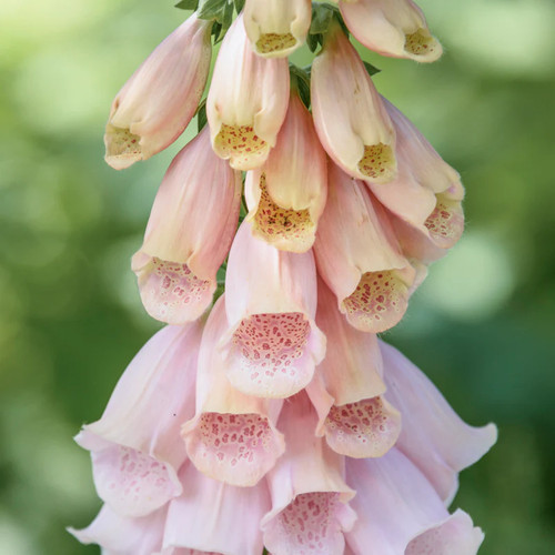Digitalis apricot - digitalis, 'apricot'