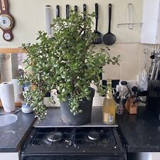 Large Mature Crassula Ovata Jade Plant MONEY PLANT  Tree PLEASE SEE DESCRIPTION