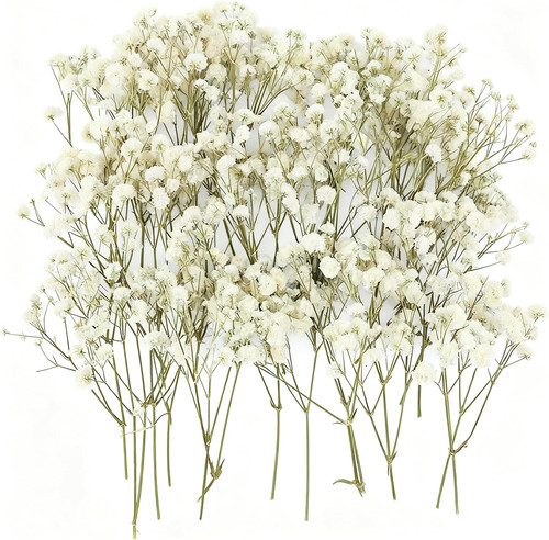 100pcs dried pressed flowers - dried,