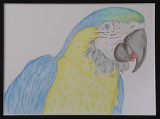 Vibrant blue and gold macaw - blue,