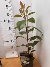 Hydrangea seemannii