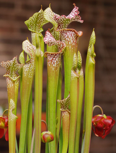 Sarracenia leucophylla 15 - leucophylla,