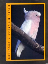 B5056 Australia Birds Major