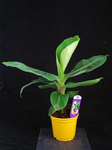Ethiopian banana house plant - 1,