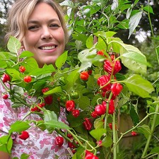 Pre-order Scotch Bonnet Chilli