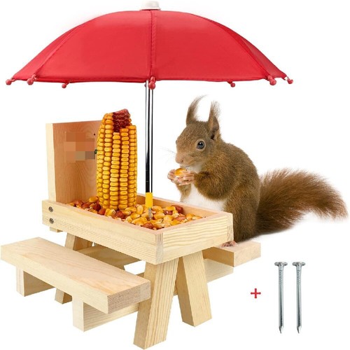 Bird squirrel wild animal - bird,