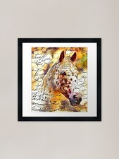 Appaloosa horse close up