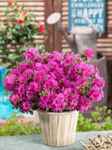 Dwarf japanese azalea - [x1], |
