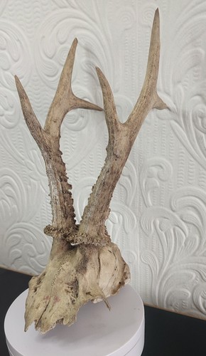 Roe antlers horn - roe,