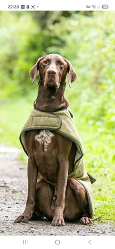Ginger ted dog - , tweed