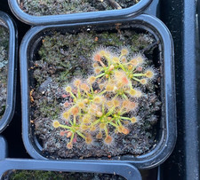 Drosera occidentalis x