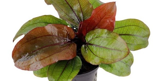 Amazon sword tropical - amazon,