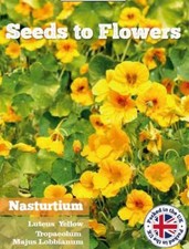 NASTURTIUM - LUTEUS YELLOW - CLIMBER - TROPAEOLUM MAJUS - 32 FLOWER SEEDS /127F