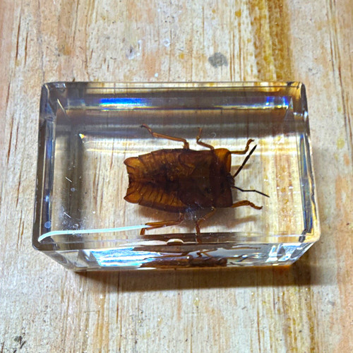 Real beetle insect specimen - real,