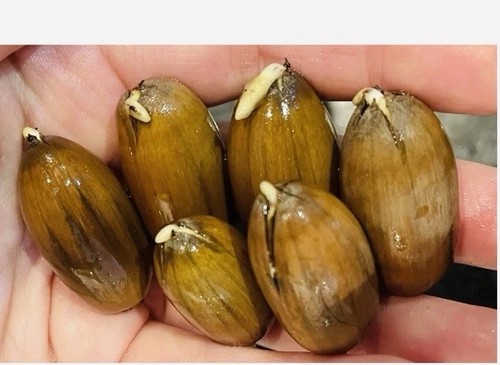Acorns germinated 2025 - 6, seeds