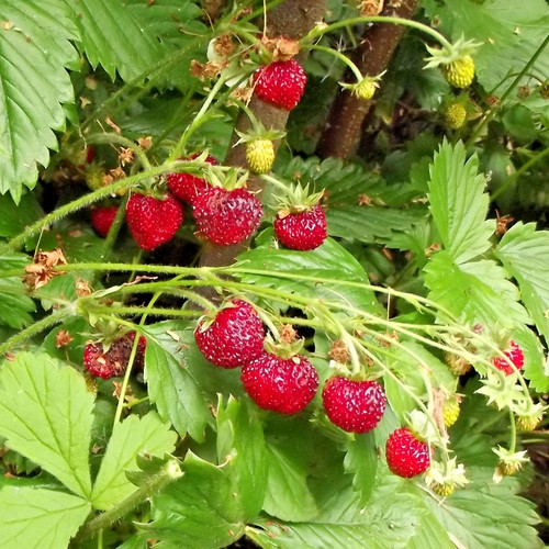 Alpine strawberry bare - 8x,