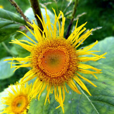 Elecampane seeds, 500