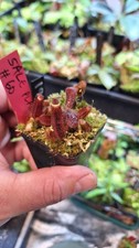 Nepenthes (Veitchii x
