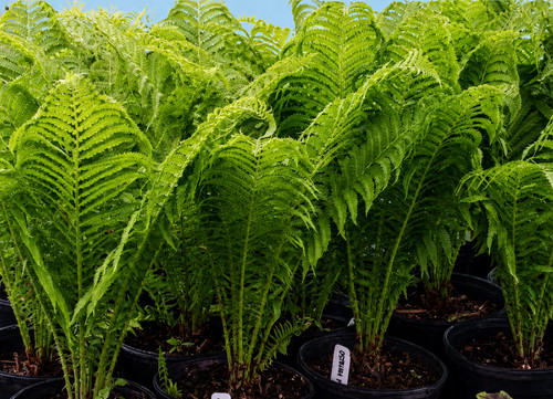 Large golden male - golden, fern