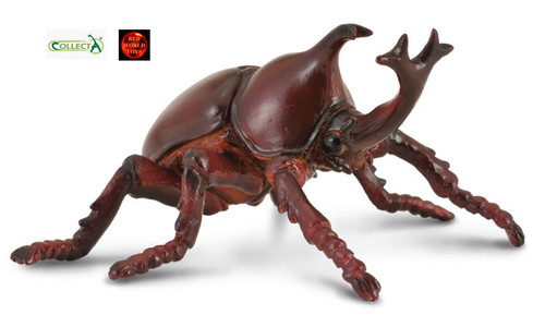 Rhino rhinoceros beetle - beetle, insect