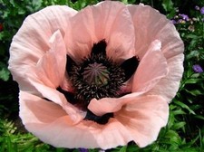 Poppy Papaver Orientale