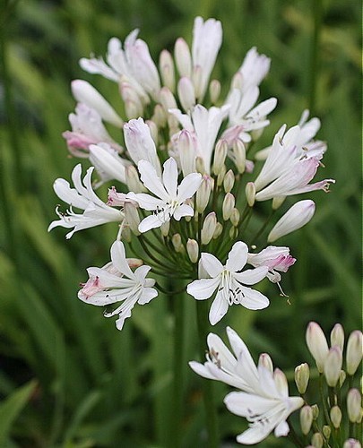 Agapanthus strawberry ice - strawberry,