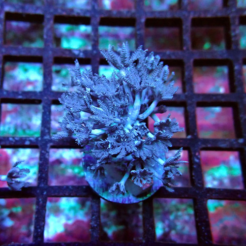 Wysiwyg xenia pulsing - xenia,