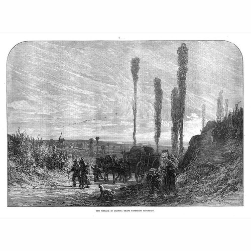 France grape gatherers - grape,