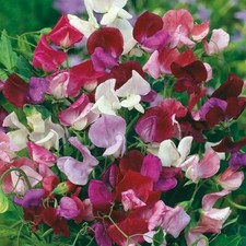 20 x Sweet Pea Flower Seeds Mix - Plant in Autumn, Sweet smelling climbing plant