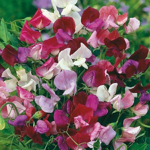 Sweet pea flower seeds - x,