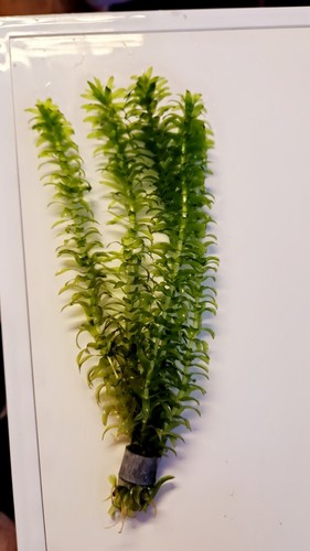 Out elodea - out, 🌿elodea