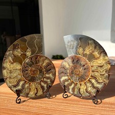 Large 6.5" Natural Ammonite