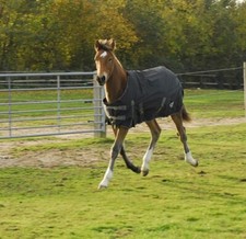 Rhinegold Foal/Pony Konig