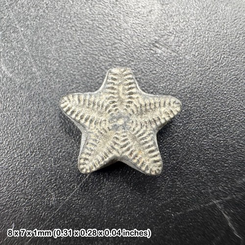 Crinoid star fossil tidmoor - fossil,