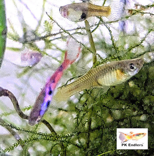 Endlers rocking pink chili - rocking,