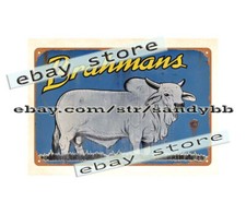 Brahmans livestock cattle cow