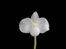Paphiopedilum delenatii alba