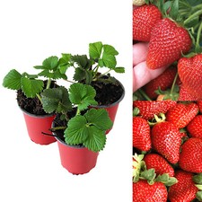 Strawberry Sweetheart Fruit