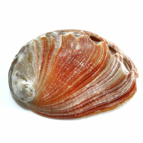Polished red abalone - x, shell