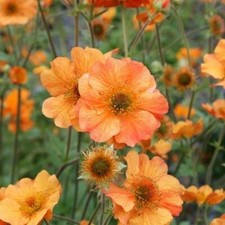Geum 'Totally Tangerine'