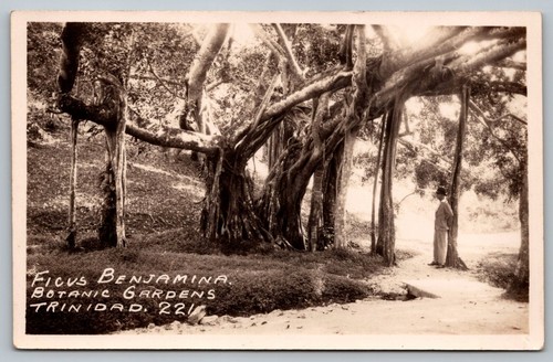 Postcard ficus benjamina - postcard,