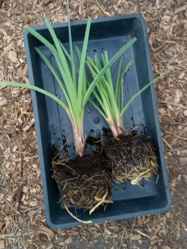 Kniphofia red hot poker - hot,