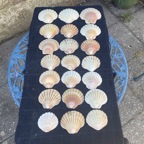Sea worn medium sized - 20,