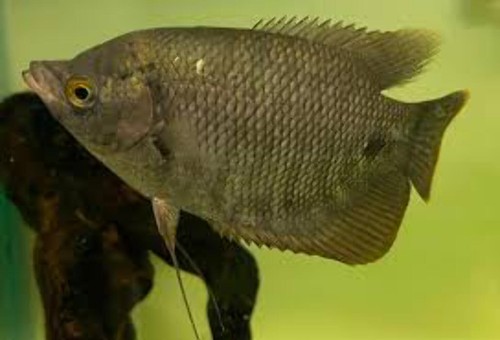 Giant gourami live - giant, fish