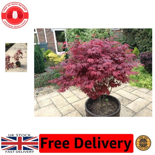 Elegant japanese purple - elegant,