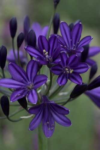 Agapanthus royal velvet - 3,