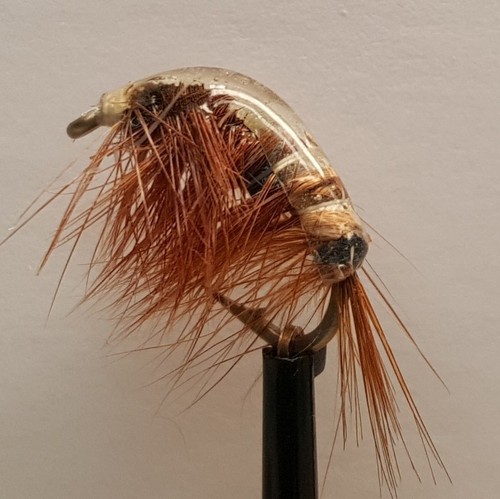 Gamnons shrimp czech - gamnons,