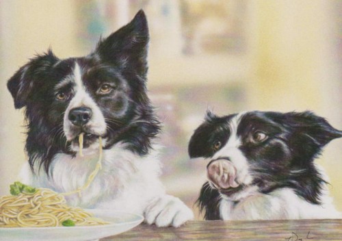 Border collie sheep - collie, dog